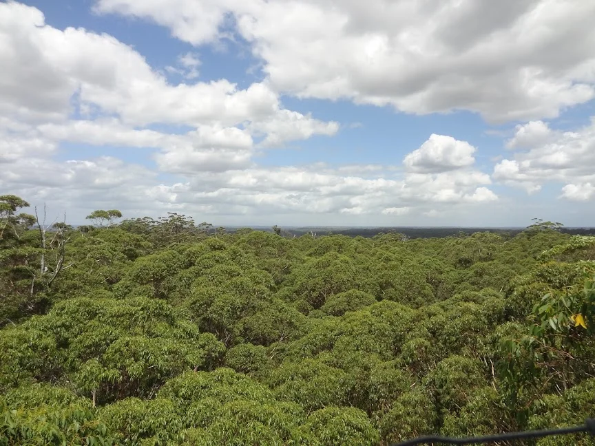 Diamond Tree in Manjimup, Western Australia | Ask Anything