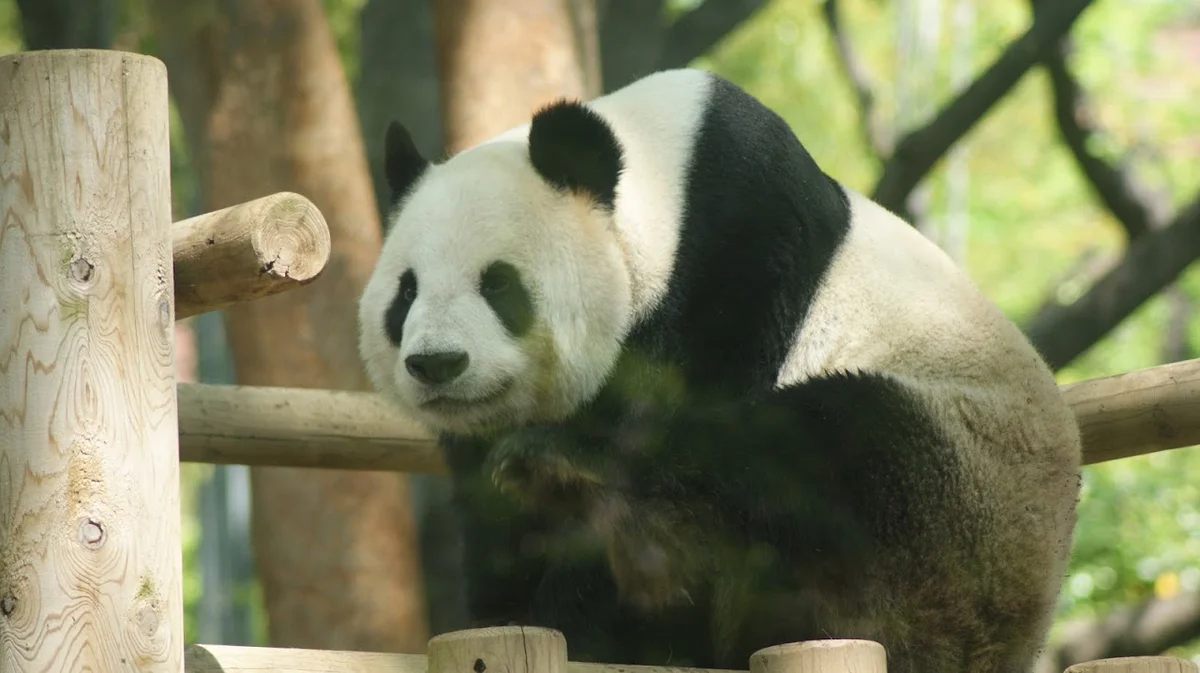 Giant Panda Ueno Zoo in Tokyo - Ask AI | mindtrip