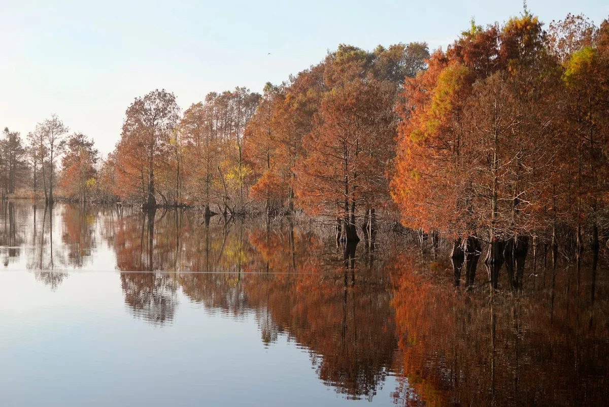 Sheldon Lake in Houston, Texas | What to Know Before You Go