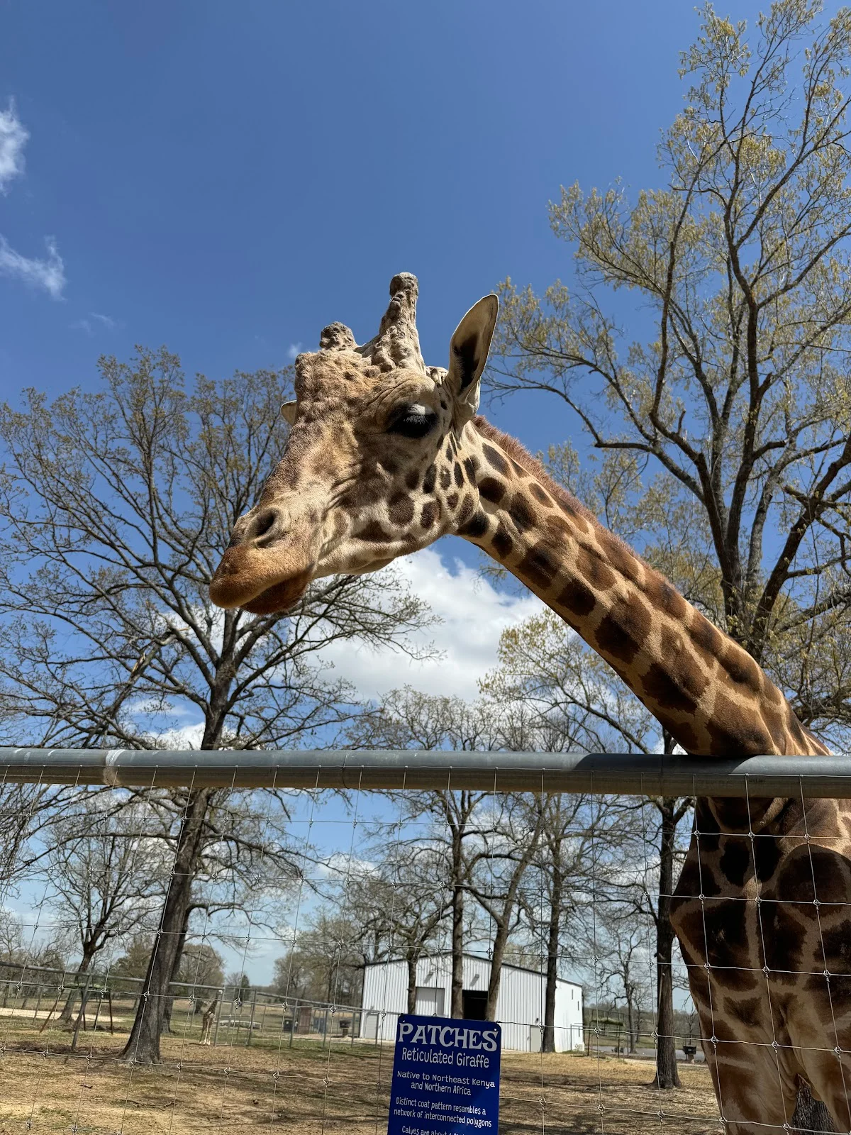 Giraffe Inn & Safari in Decatur | Your Questions Answered