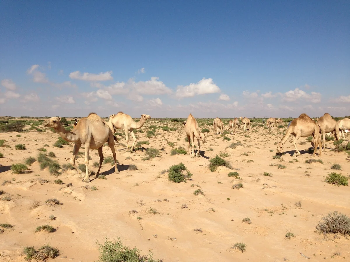 Karkaar Mountains in Somalia - Ask AI | mindtrip