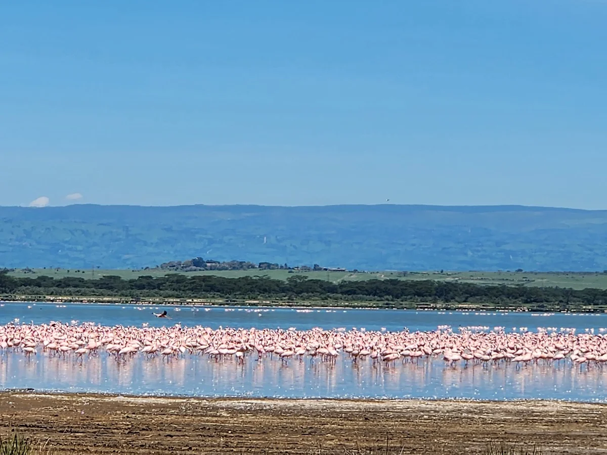 Things to do in Lake Elementaita | Explore with AI