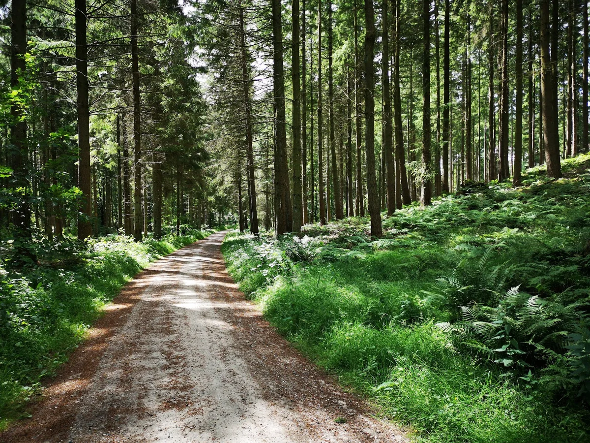 Rold Skov in Jutland, Denmark - Ask AI | mindtrip
