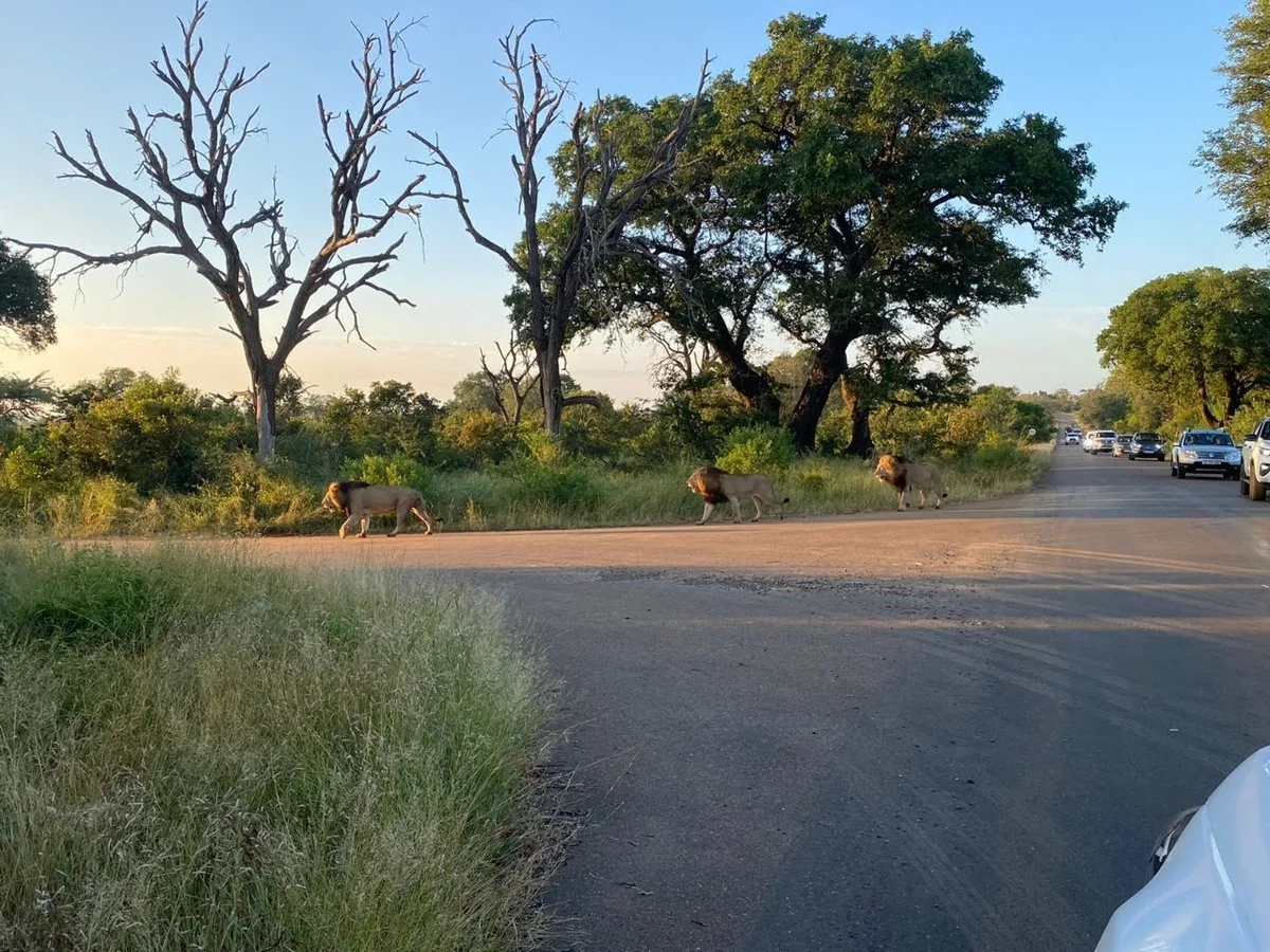 Mogale City in Gauteng, South Africa - Ask AI | mindtrip