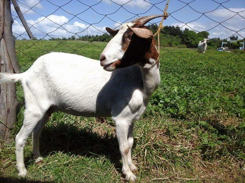 Pandi in Luzon, Philippines - Ask AI | mindtrip
