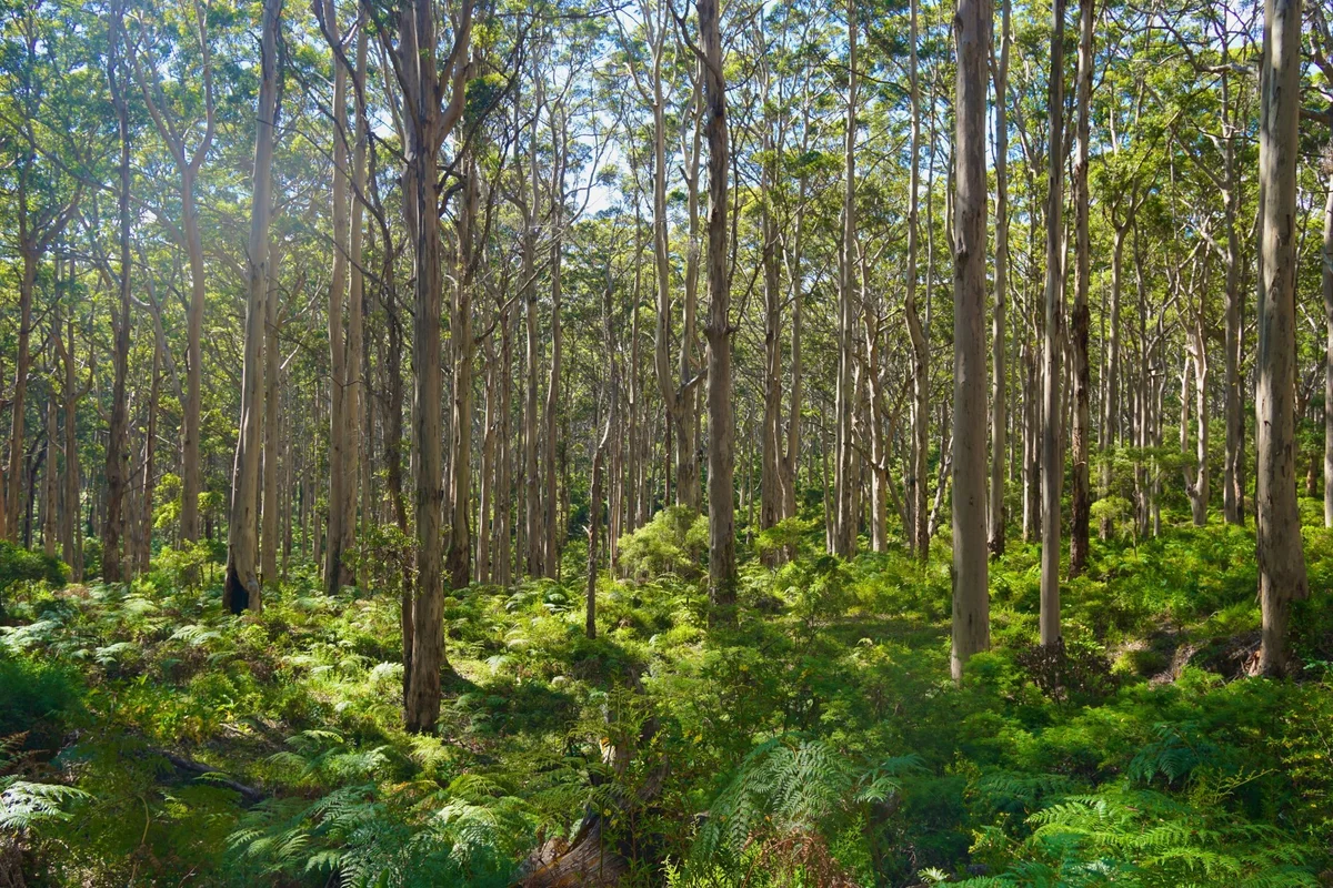 Caves Road in Margaret River - Ask AI | mindtrip