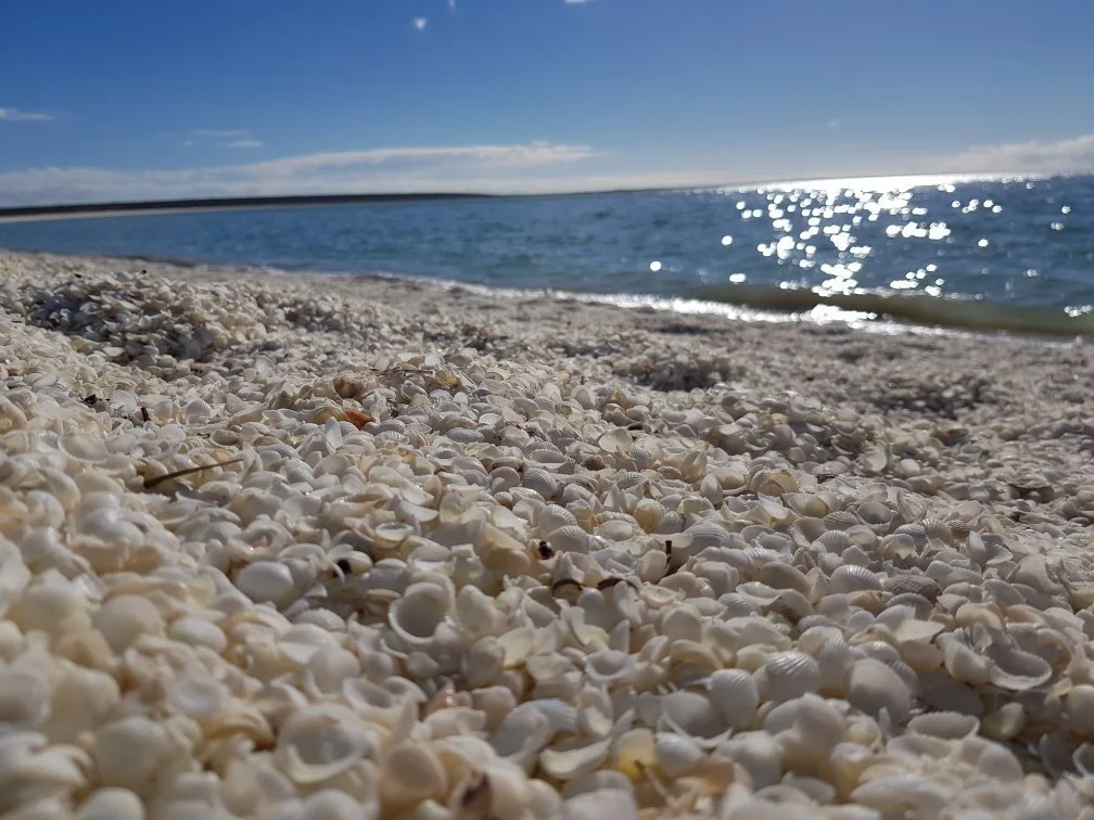 Shell Beach in Denham, Western Australia - Ask AI | mindtrip