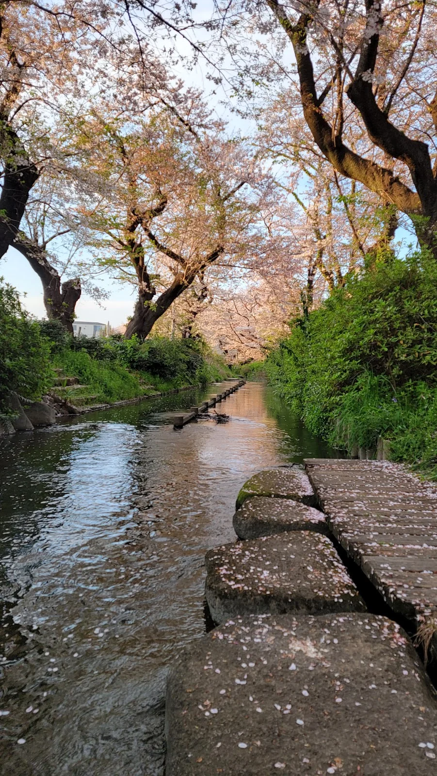 二ヶ領用水 桜の名所 in Kawasaki, Kanagawa | Ask Anything