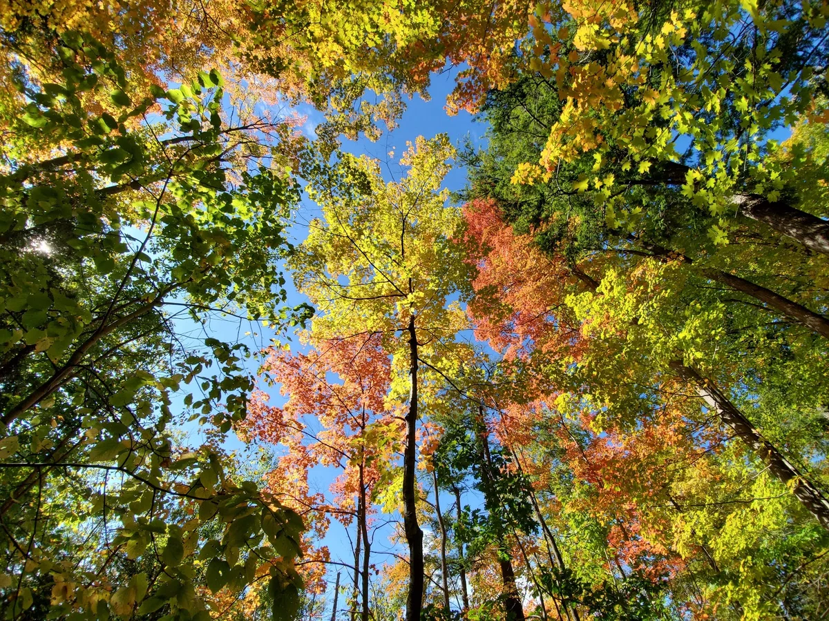 Maple Nature Reserve in Maple | What to Know Before You Go