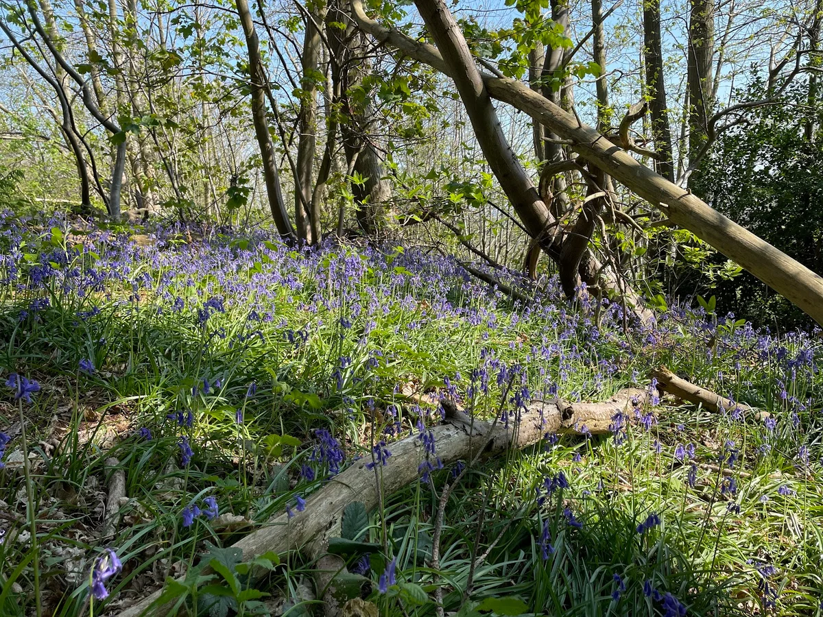 Perry Wood in Selling, England | What to Know Before You Go