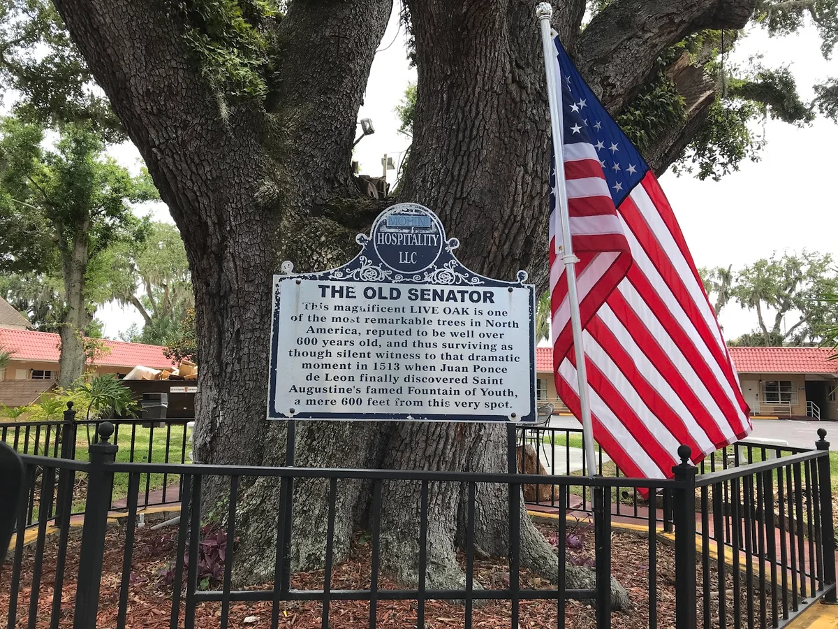 The Old Senator Tree in St. Augustine - Ask AI | mindtrip