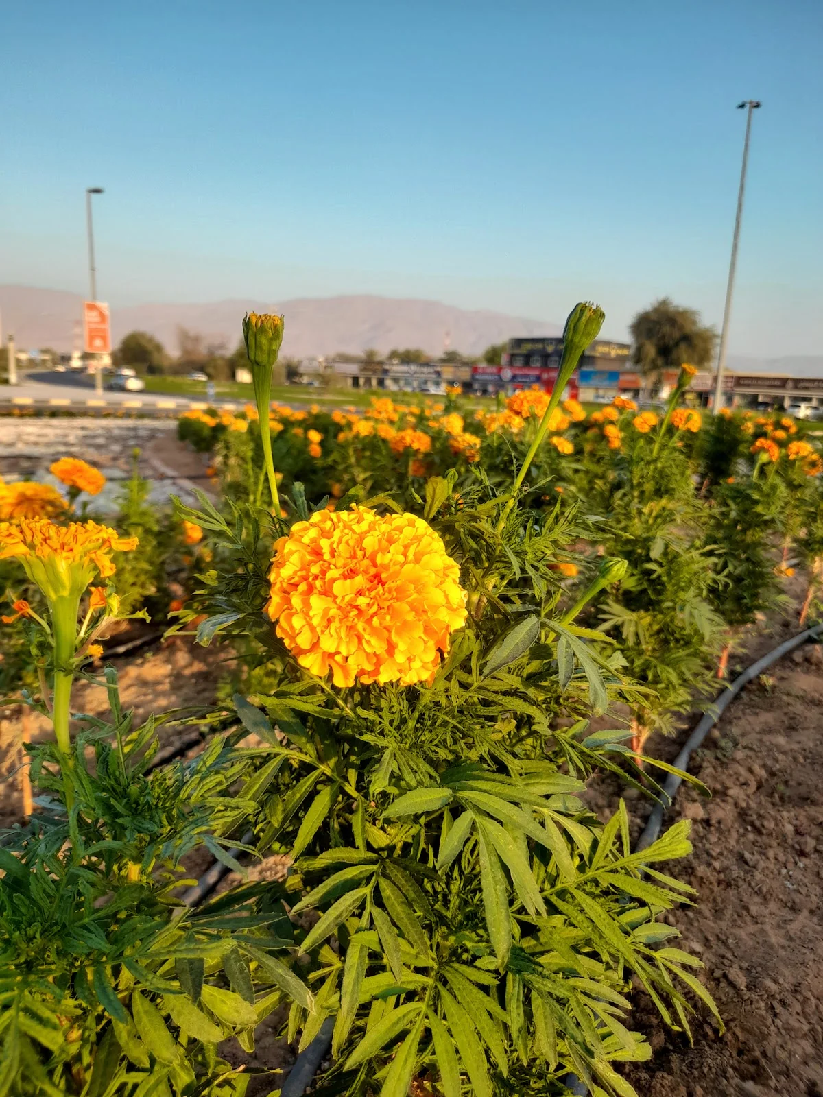 Al Kharan Round about in Ras Al Khaimah - Ask AI | mindtrip