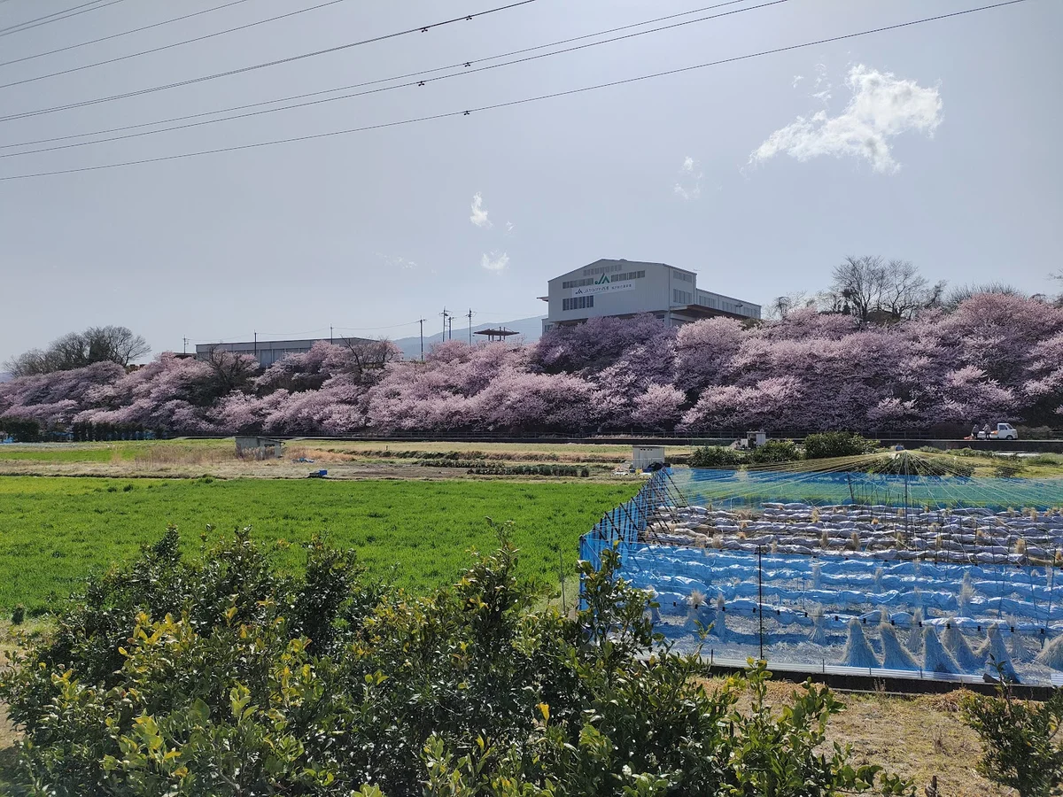 Ichinoseki Harane | What to Know Before You Go