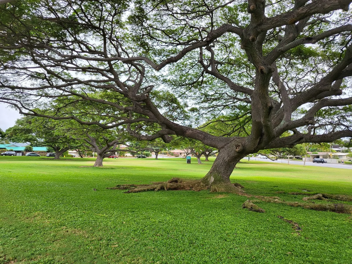 Fort Ruger Park in Honolulu | What to Know Before You Go
