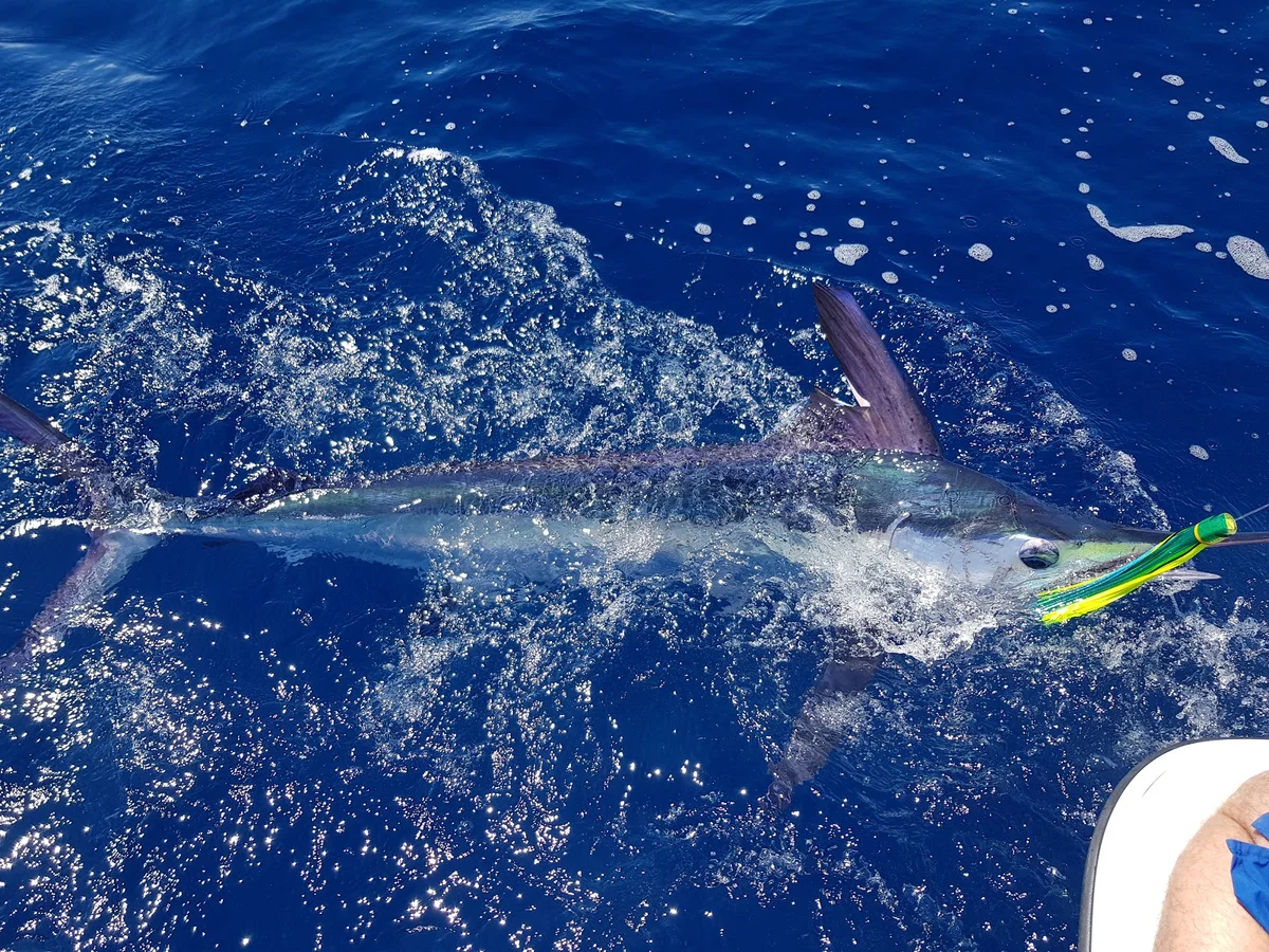 Azores Fishing in Vila Franca do Campo - Ask AI | mindtrip