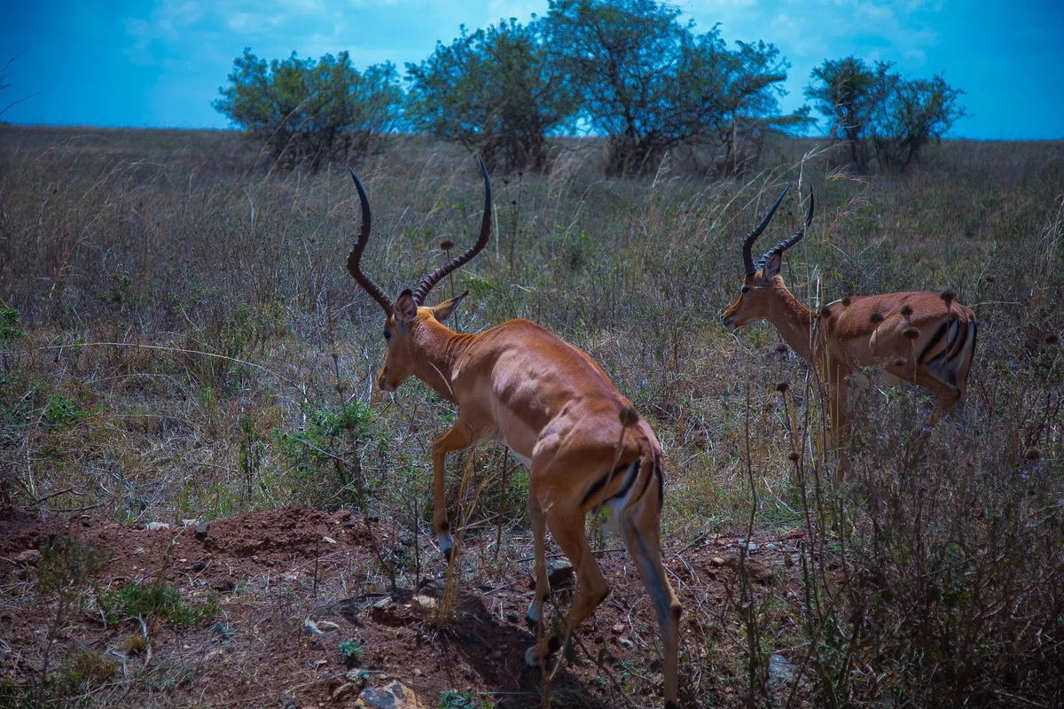 Impala Observation Pt in Nairobi - Ask AI | mindtrip