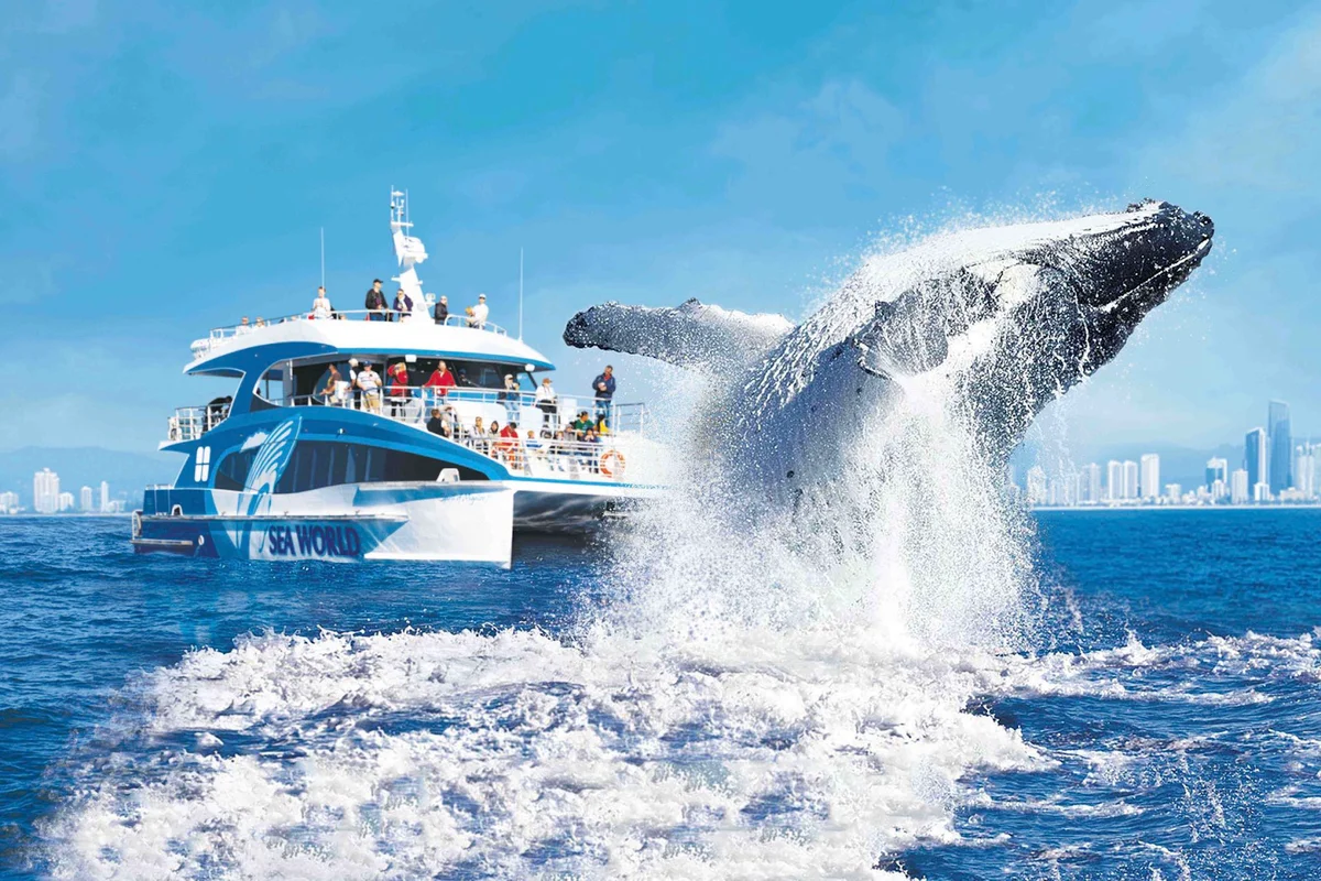 Sea World Whale Watch in Main Beach - Ask AI | mindtrip