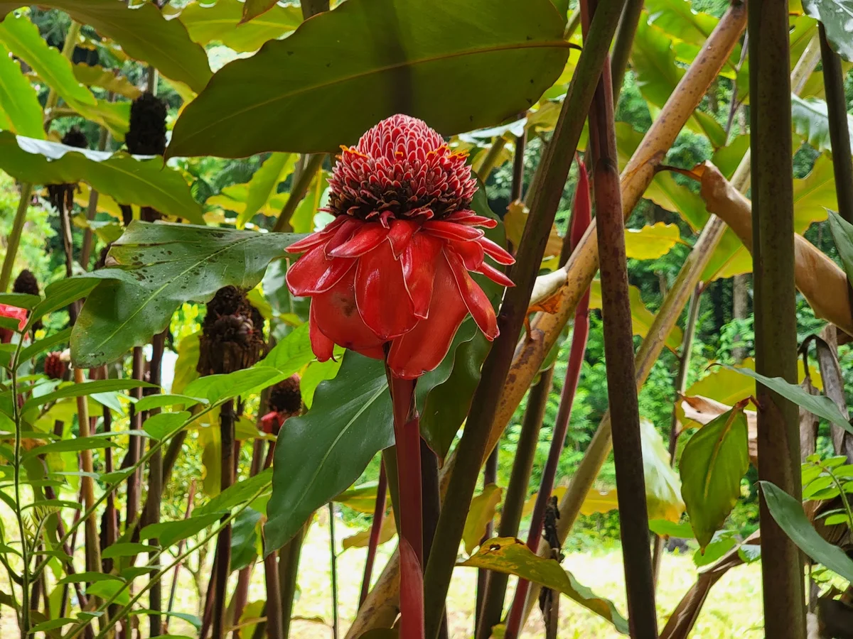 Ke'anae Arboretum in Huelo, Hawaii - Ask AI | mindtrip