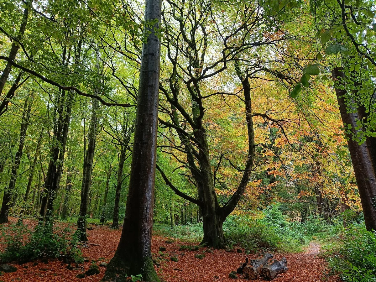 Massy's Estate in Killakee, County Dublin | Ask Anything