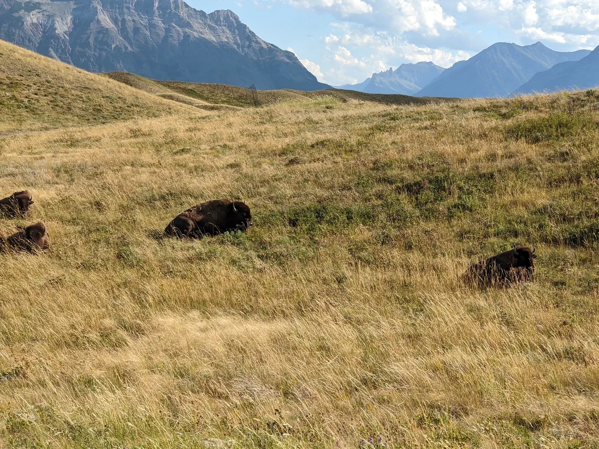 Bison Paddock Loop in Waterton, Alberta | Ask Anything
