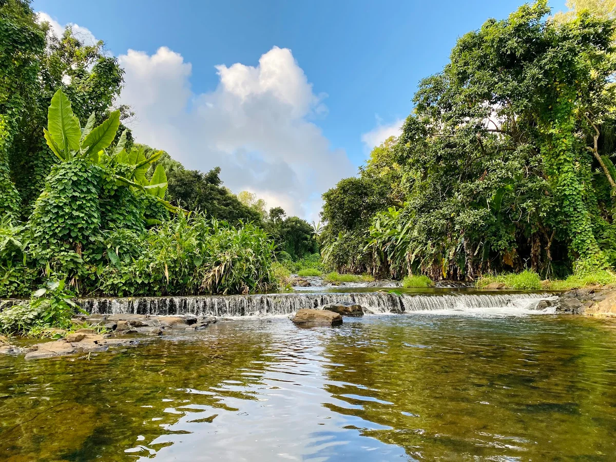 MINISSY FARM in Moka, Moka District - Ask AI | mindtrip