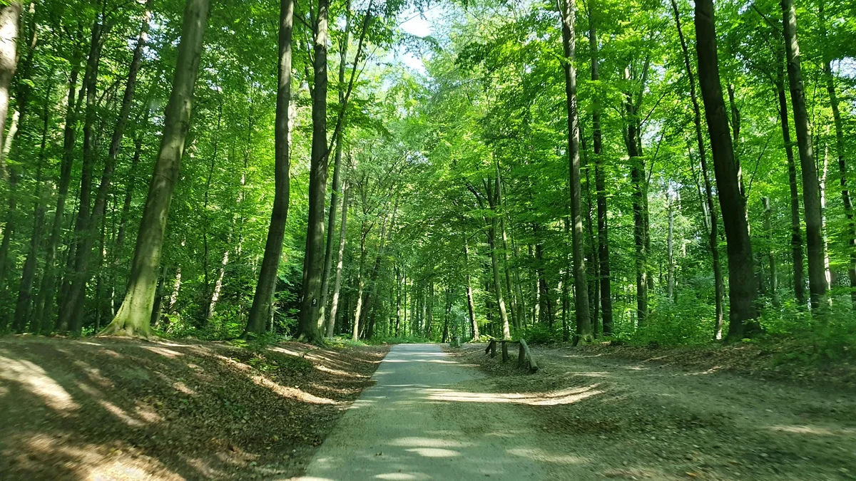 Aaper Wald in Dusseldorf - Ask AI | mindtrip