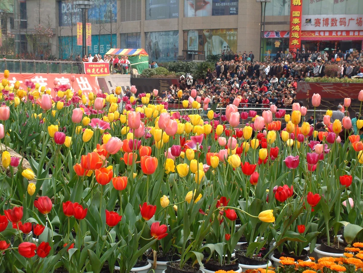 Sanxia Square in Chongqing | What to Know Before You Go