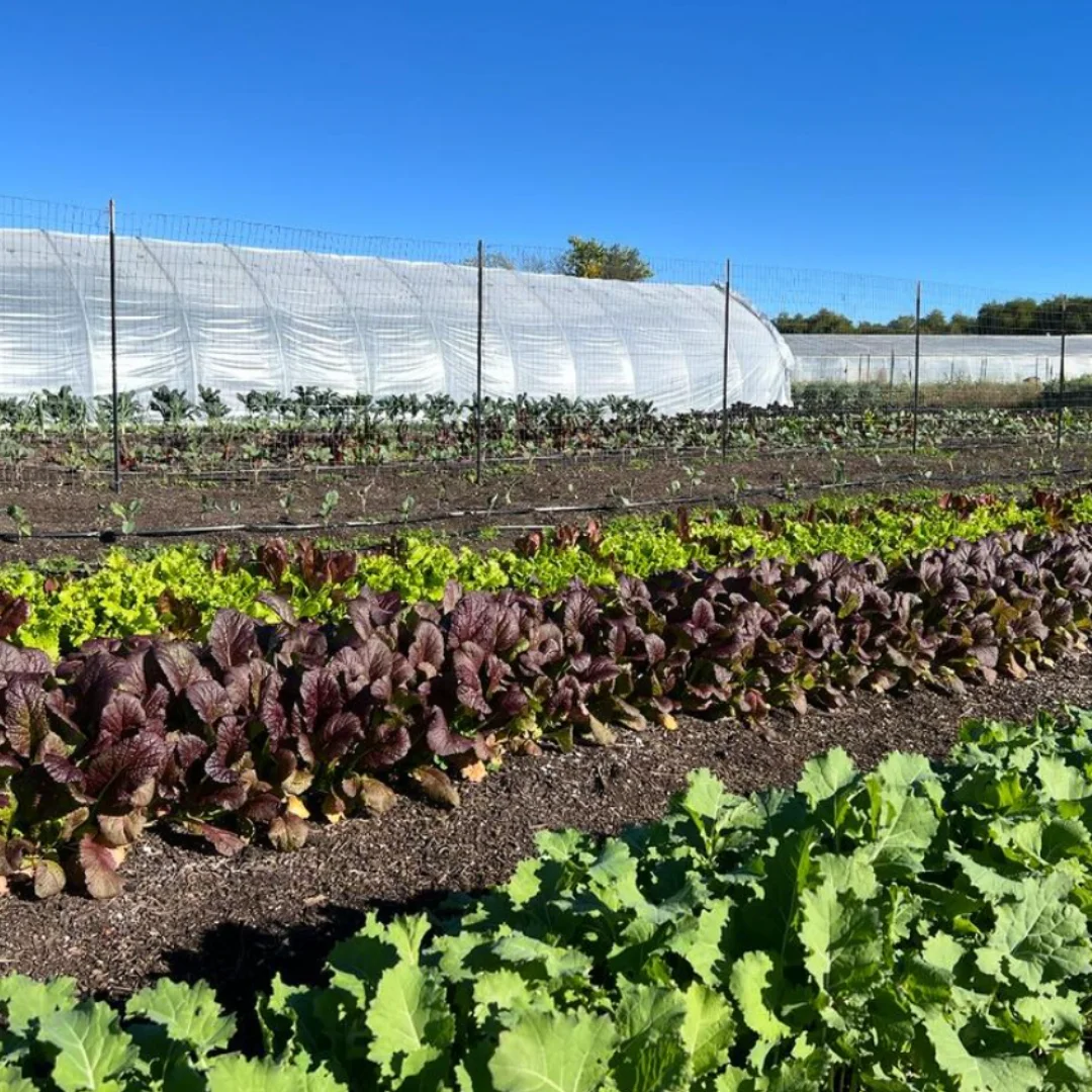 Deep Roots Farm CA in Penngrove, California | Ask Anything