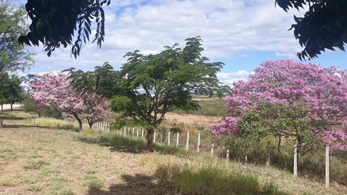 Fazenda Trapia de Dona Elvina Caetano | Ask Anything