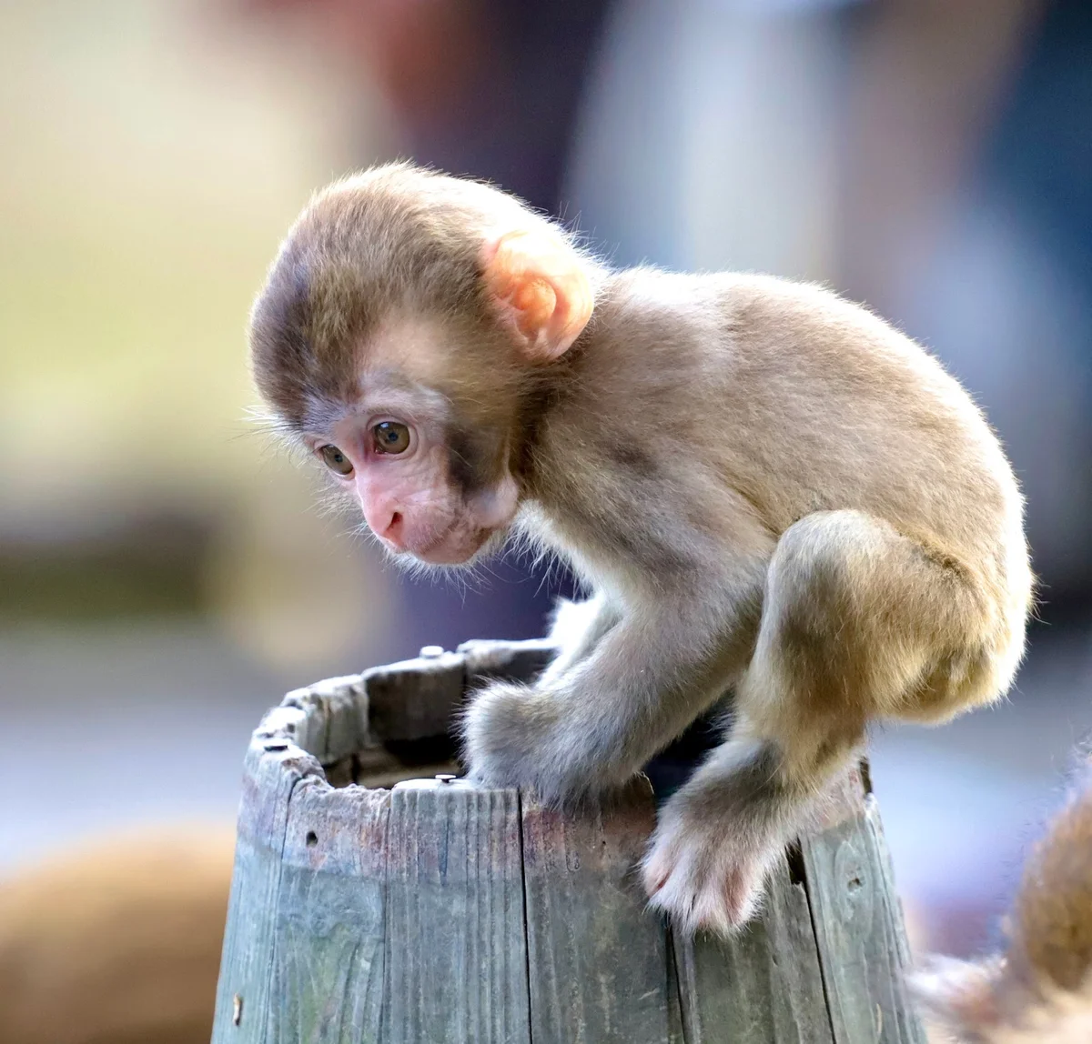 Awaji Monkey Center in Sumoto | Ask Anything