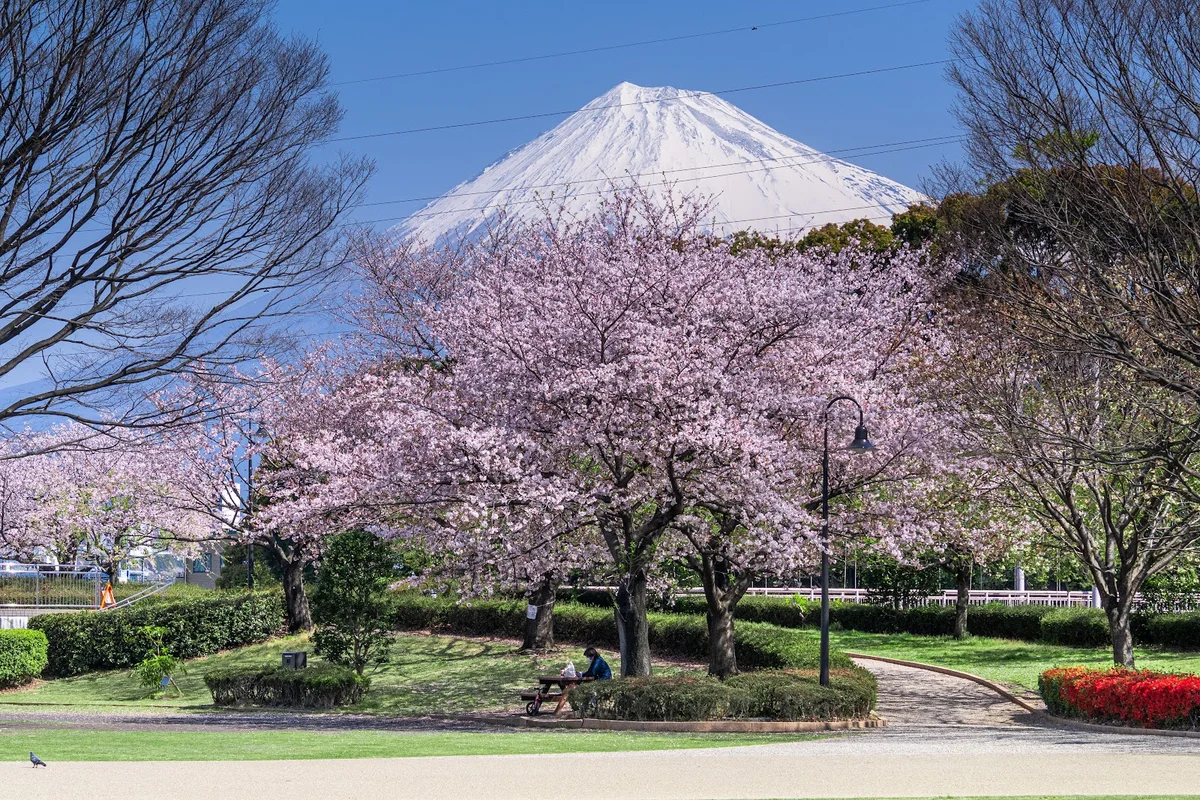 広場の市
