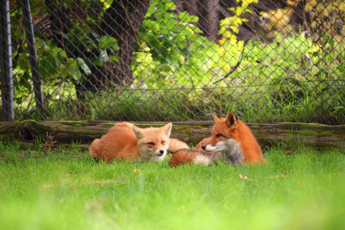 Kitakitsune Farm (Fox Farm) | What to Know Before You Go