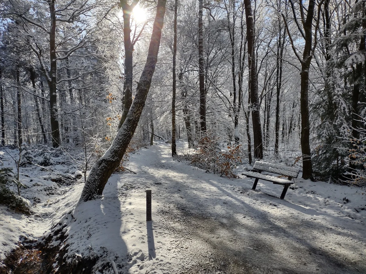 Asserbos in Assen, Drenthe | What to Know Before You Go