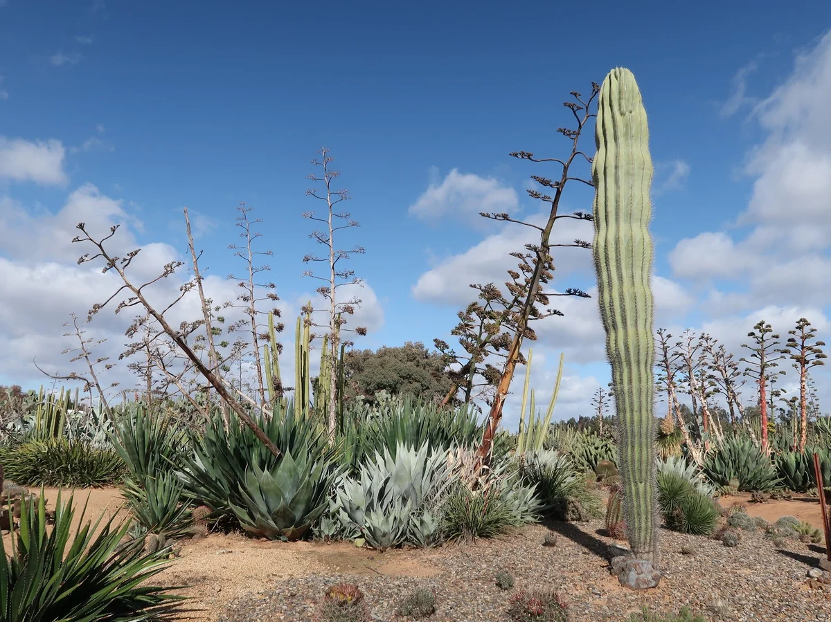 Cactus Country in Strathmerton, Victoria - Ask AI | mindtrip