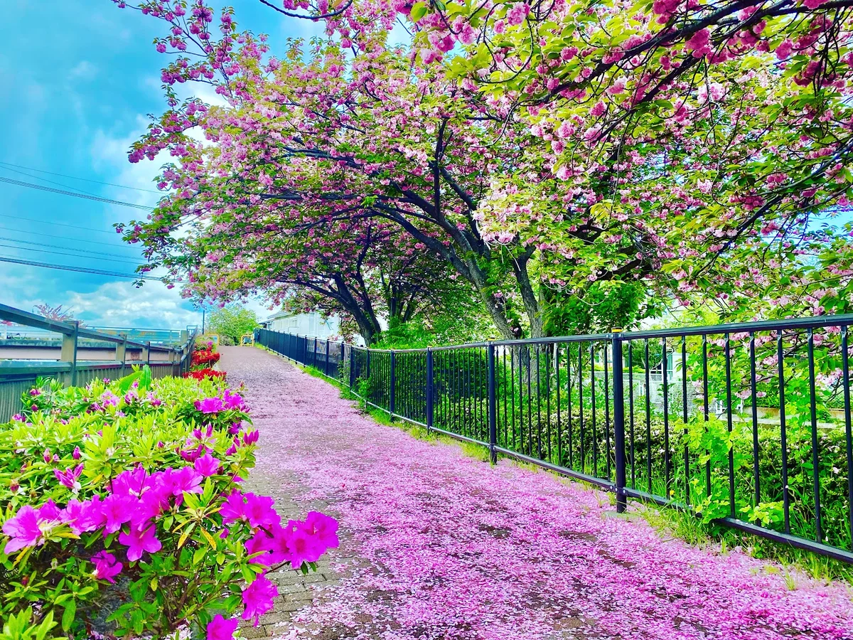 歩歩 程久保川遊歩道の八重桜 in Hino | What to Know Before You Go