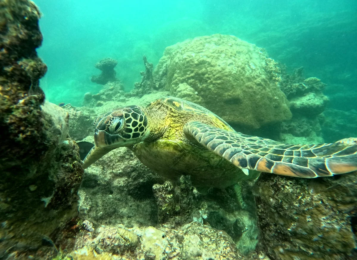 Rarotonga Turtle Tours with Kali & Kato