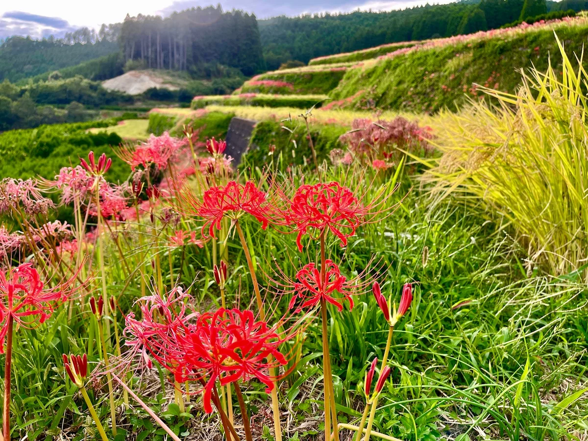 Rokuri Rice Terraces in Yame - Ask AI | mindtrip