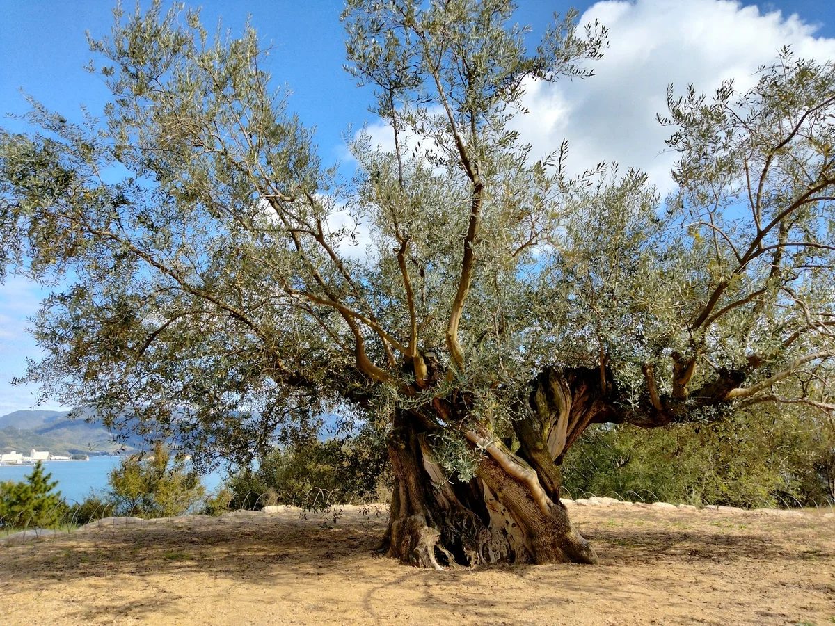 Millennium Olive Terrace - 1000 Year Old Tree