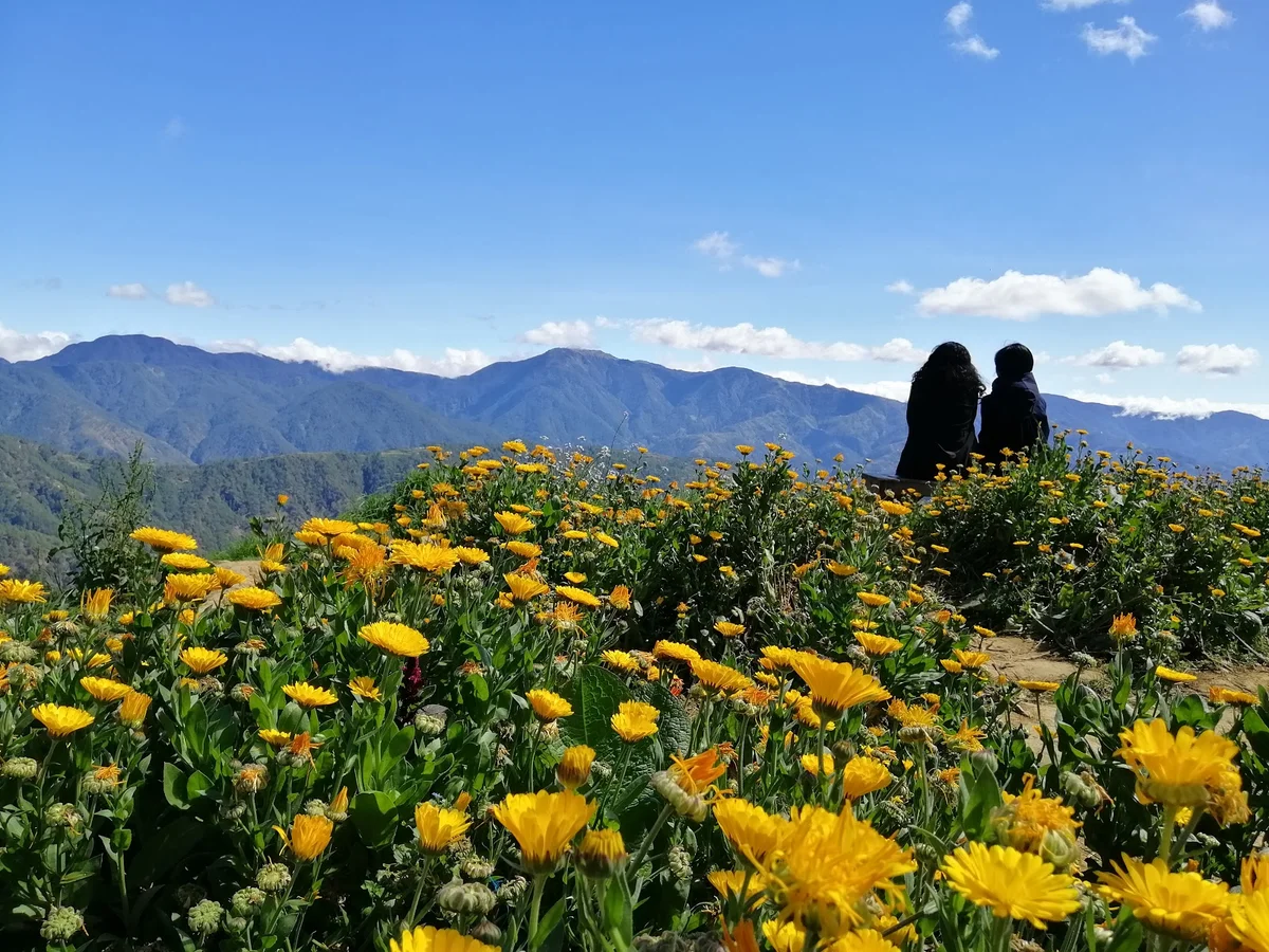 Northern Blossom Flower Farm in Atok - Ask AI | mindtrip