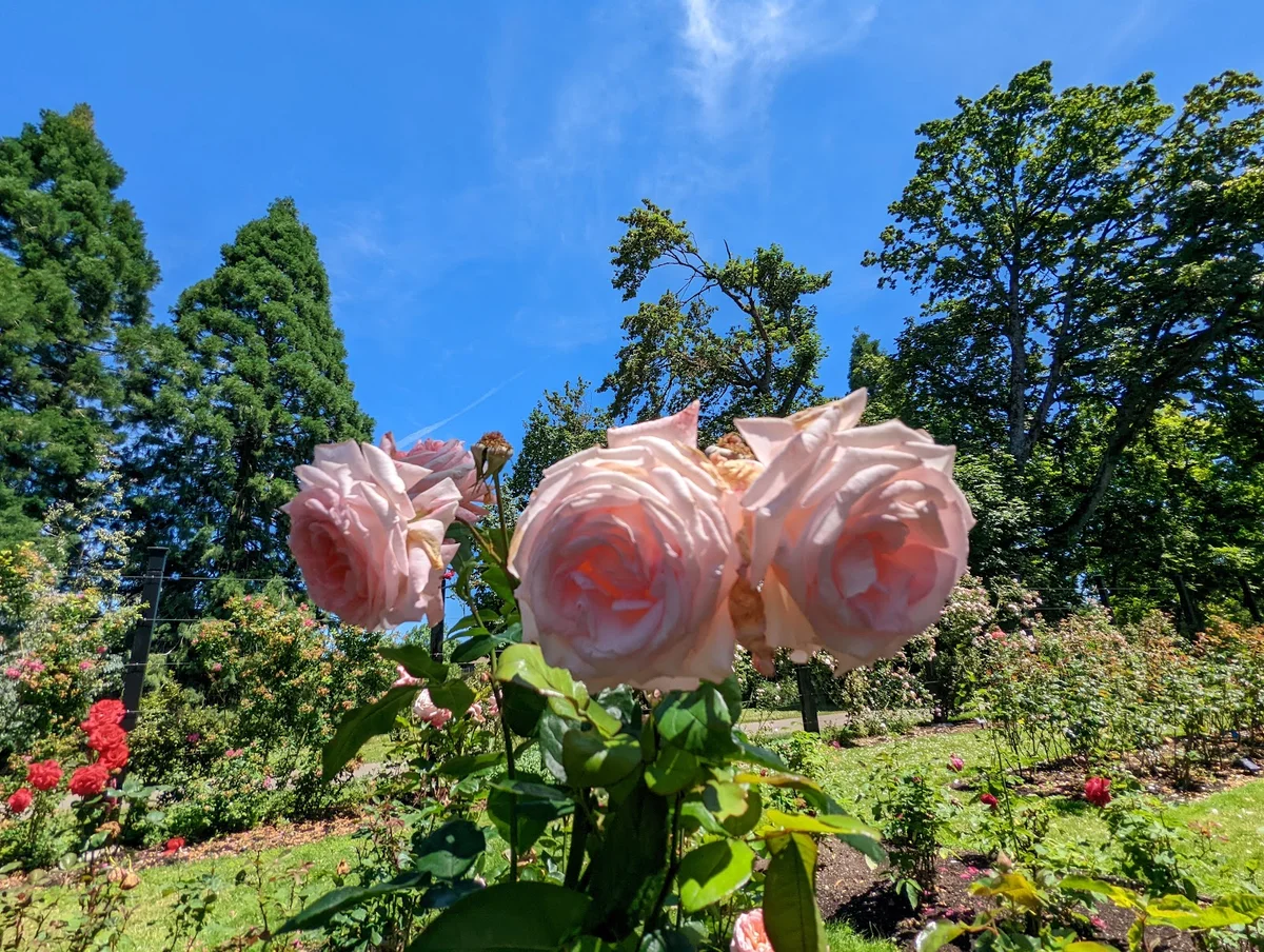 Owen Rose Garden in Eugene | What to Know Before You Go