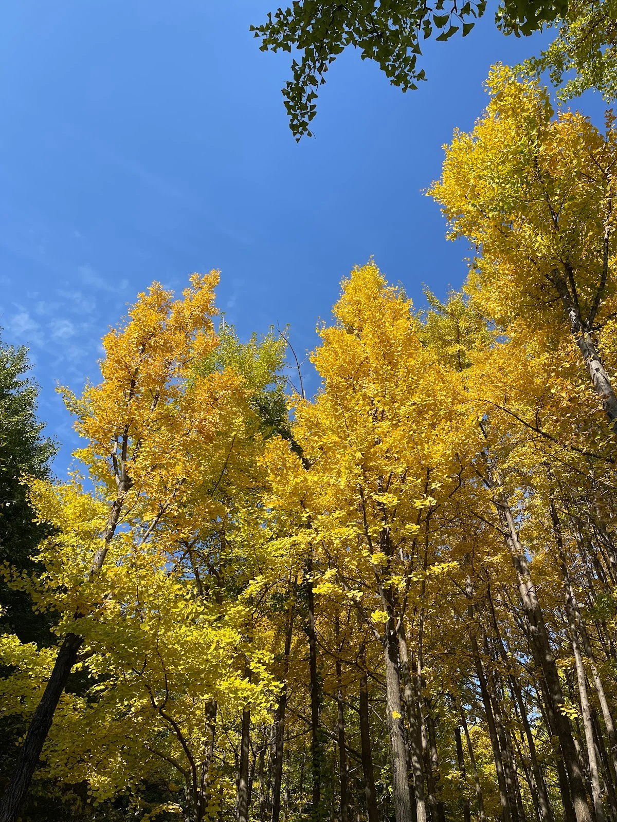 Gingko tree forest in Seoul - Ask AI | mindtrip