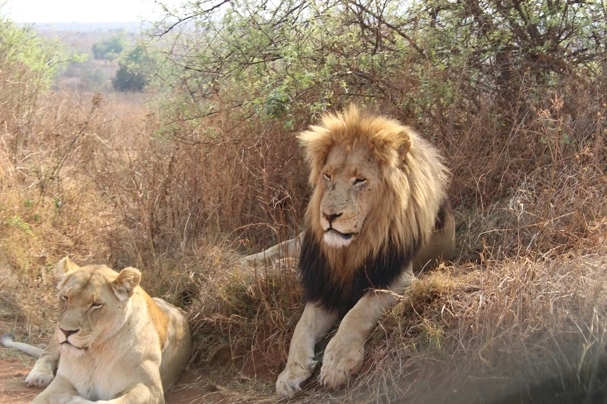 Bothongo Rhino & Lion Nature Reserve - Ask AI | mindtrip
