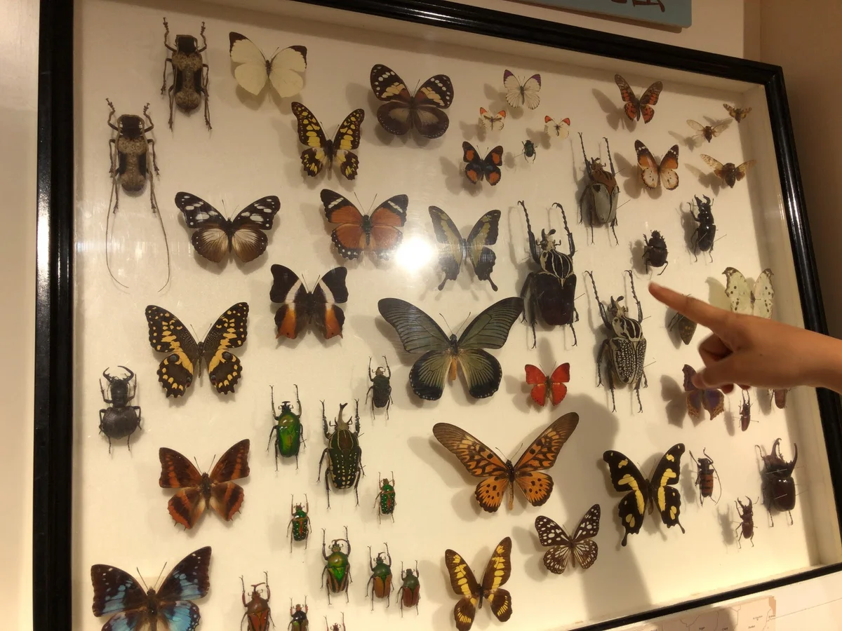 Fabre Insect Museum in Tokyo | What to Know Before You Go
