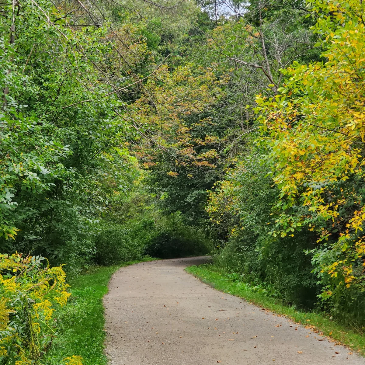 Cedarvale Ravine in Toronto | What to Know Before You Go