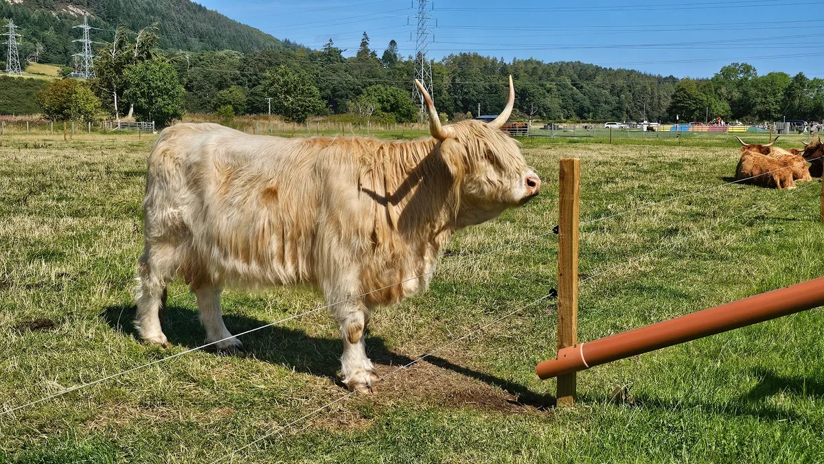 Farm Ness in Dochgarroch, Scotland | Ask Anything