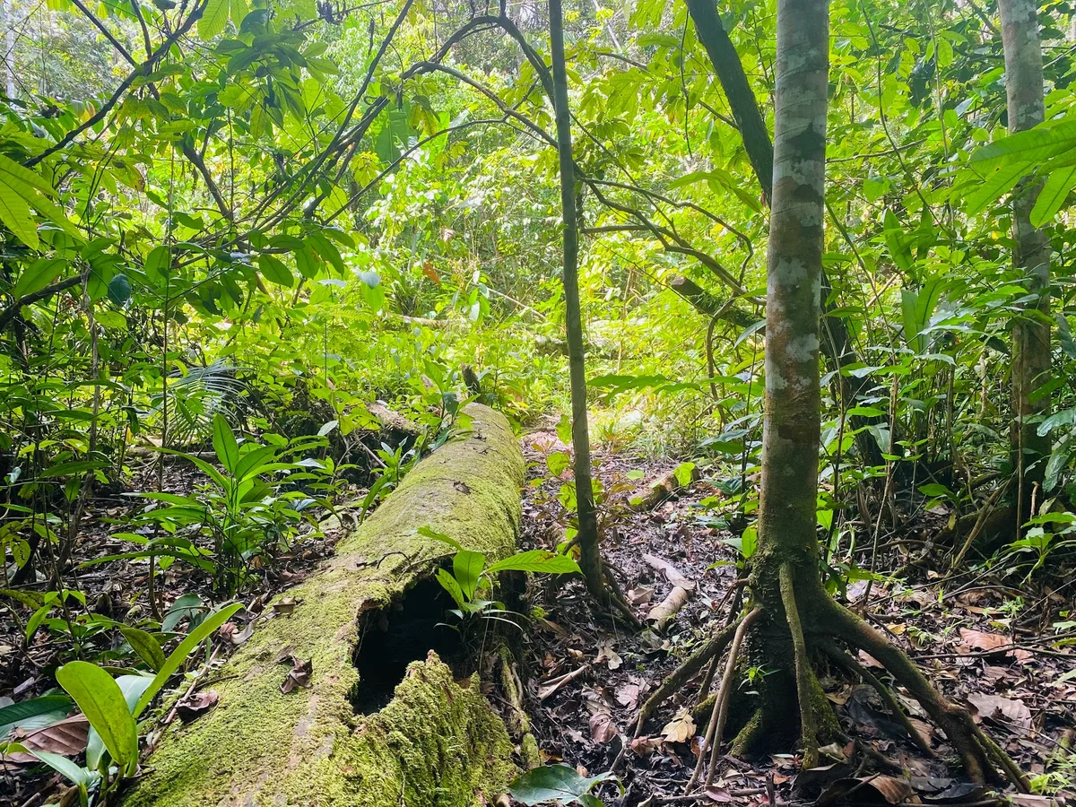 Parque Mundo Amazónico in Leticia, Amazonas | Ask Anything