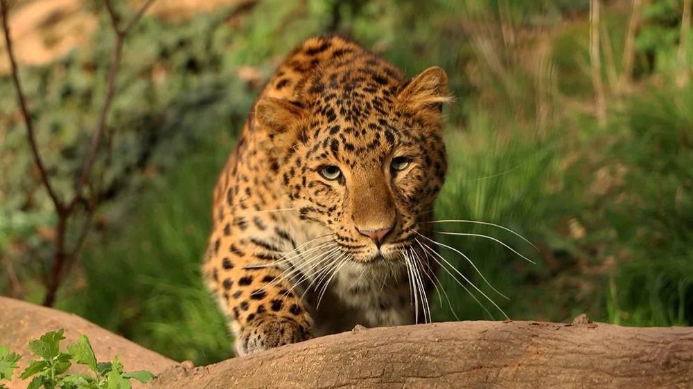 Plzeň Zoo in Pilsen | What to Know Before You Go