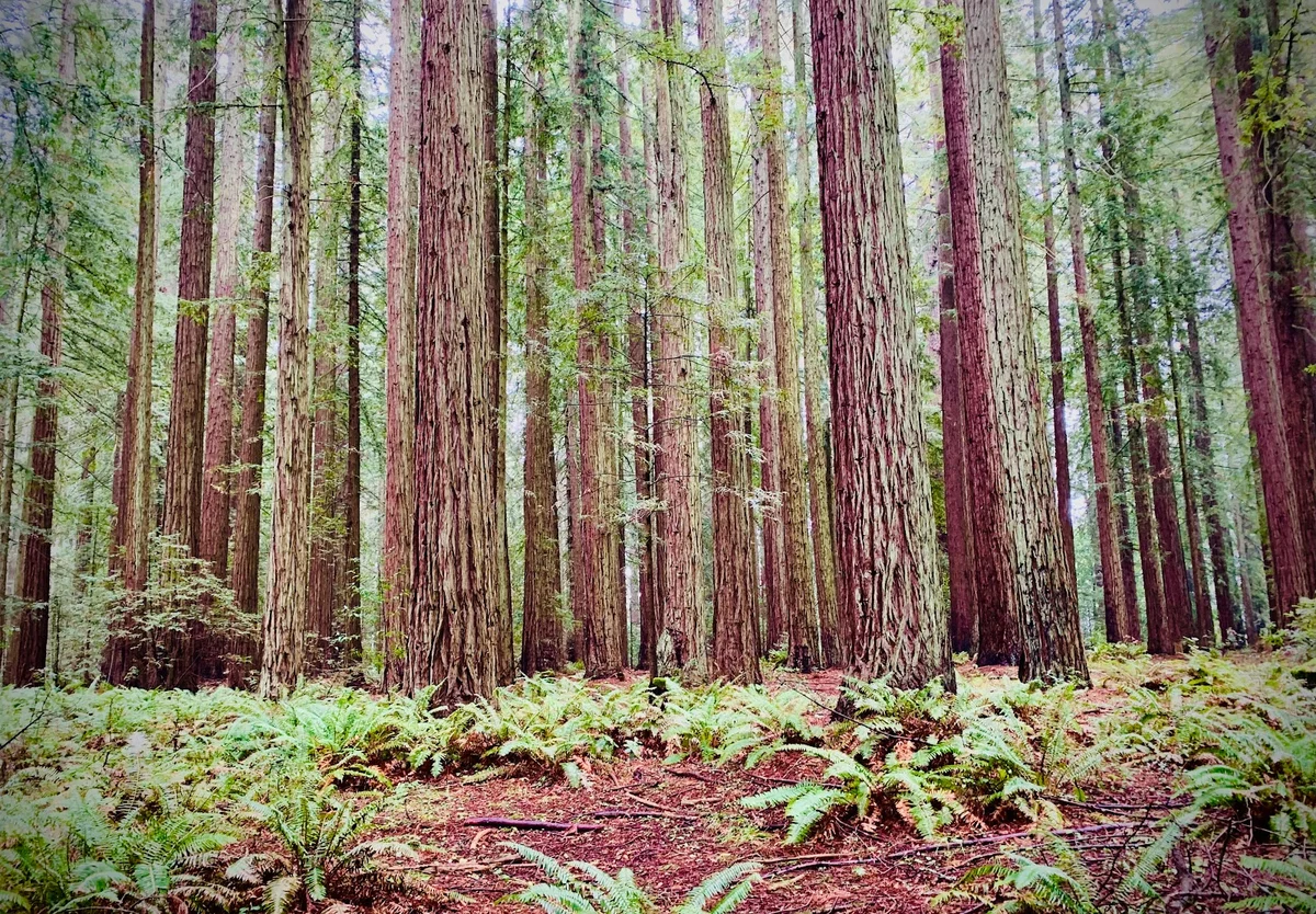LandPaths Grove of Old Trees - Ask AI | mindtrip