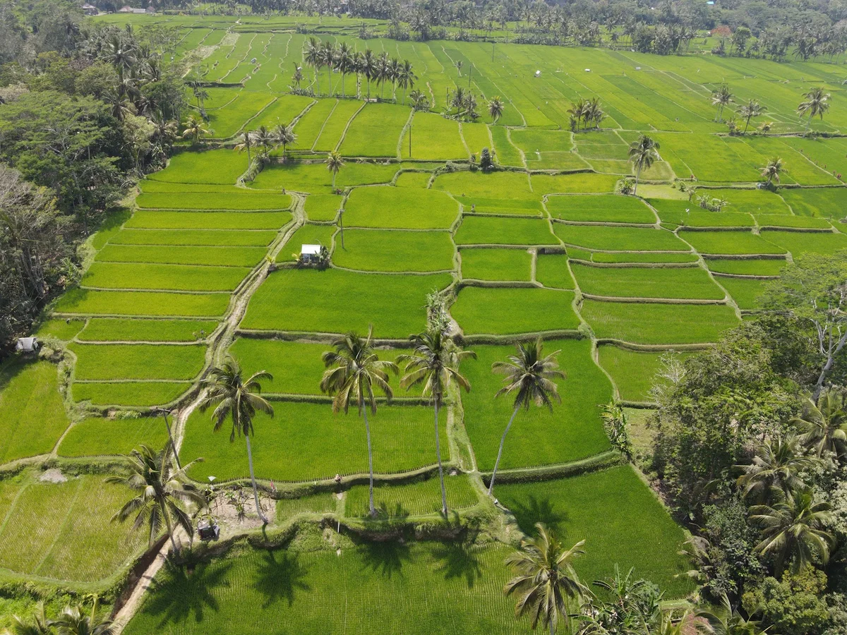Rice Fields in Ubud, Bali | Ask Anything