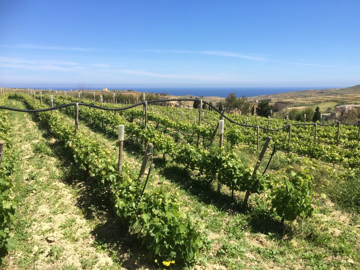 Tal-Massar Winery in Gharb | What to Know Before You Go